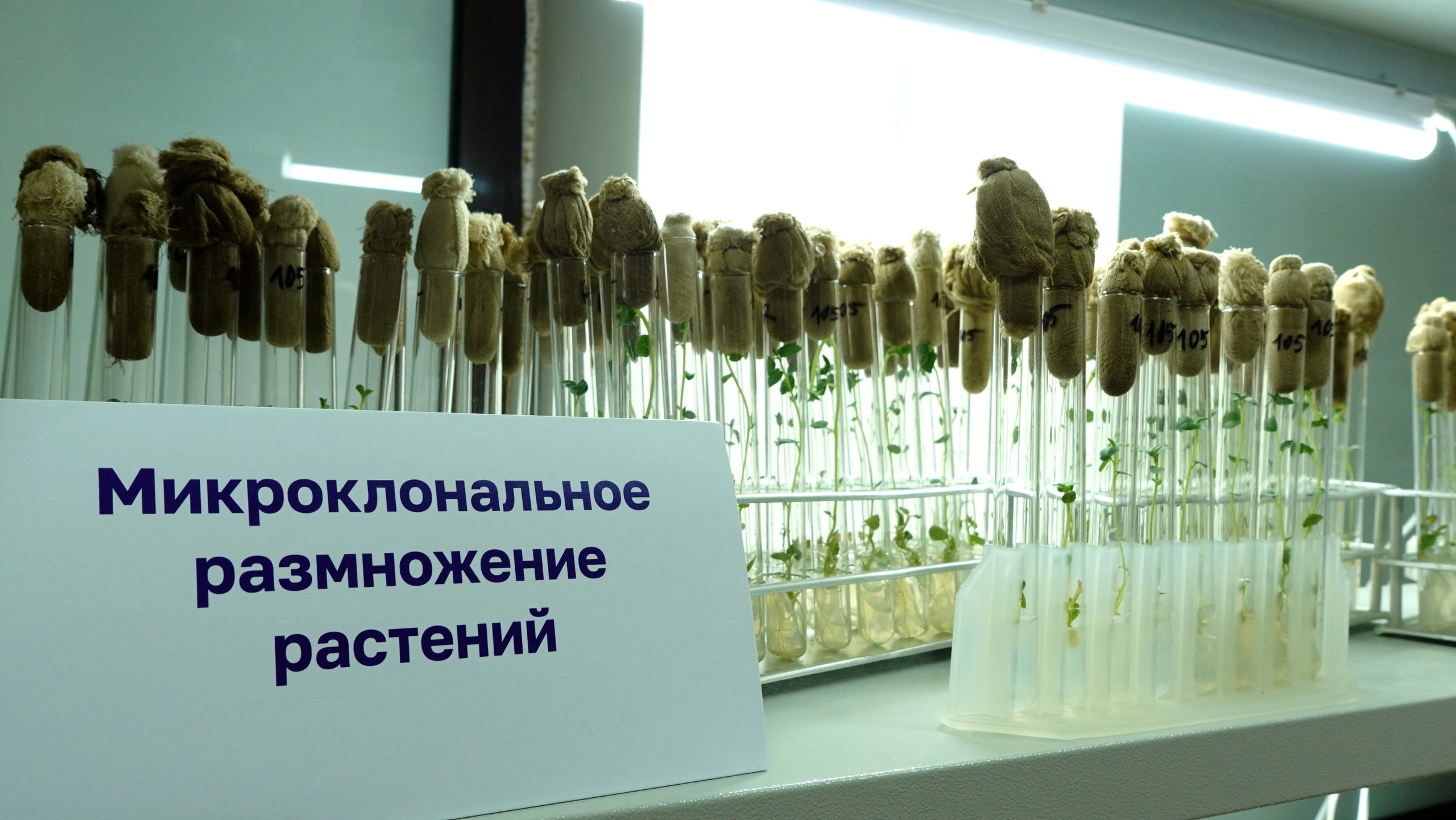 Создается научный центр мирового уровня с участием КГУ по селекции сельхозрастений